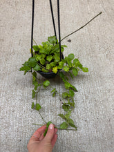 Load image into Gallery viewer, Hoya endauensis 4" - Wax Plant