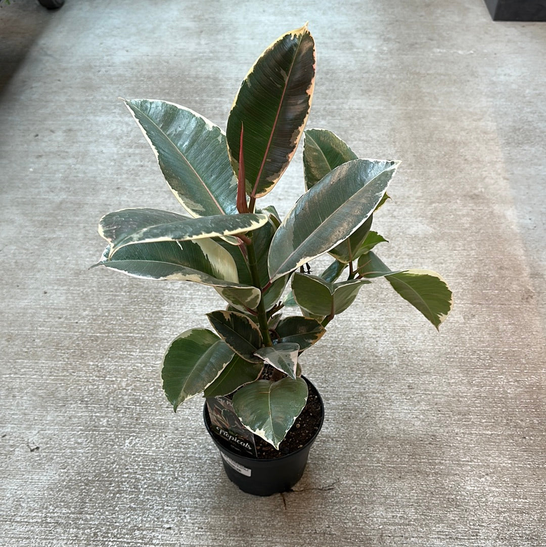decora rubber tree Ficus decora 'Tineke' 6"
