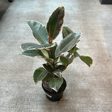 Load image into Gallery viewer, Ficus decora &#39;Tineke&#39; 6&quot; - Tineke Rubber Plant