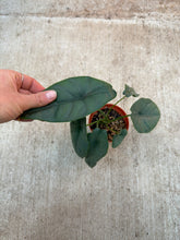 Load image into Gallery viewer, Alocasia Puncakborneensis 4&quot;