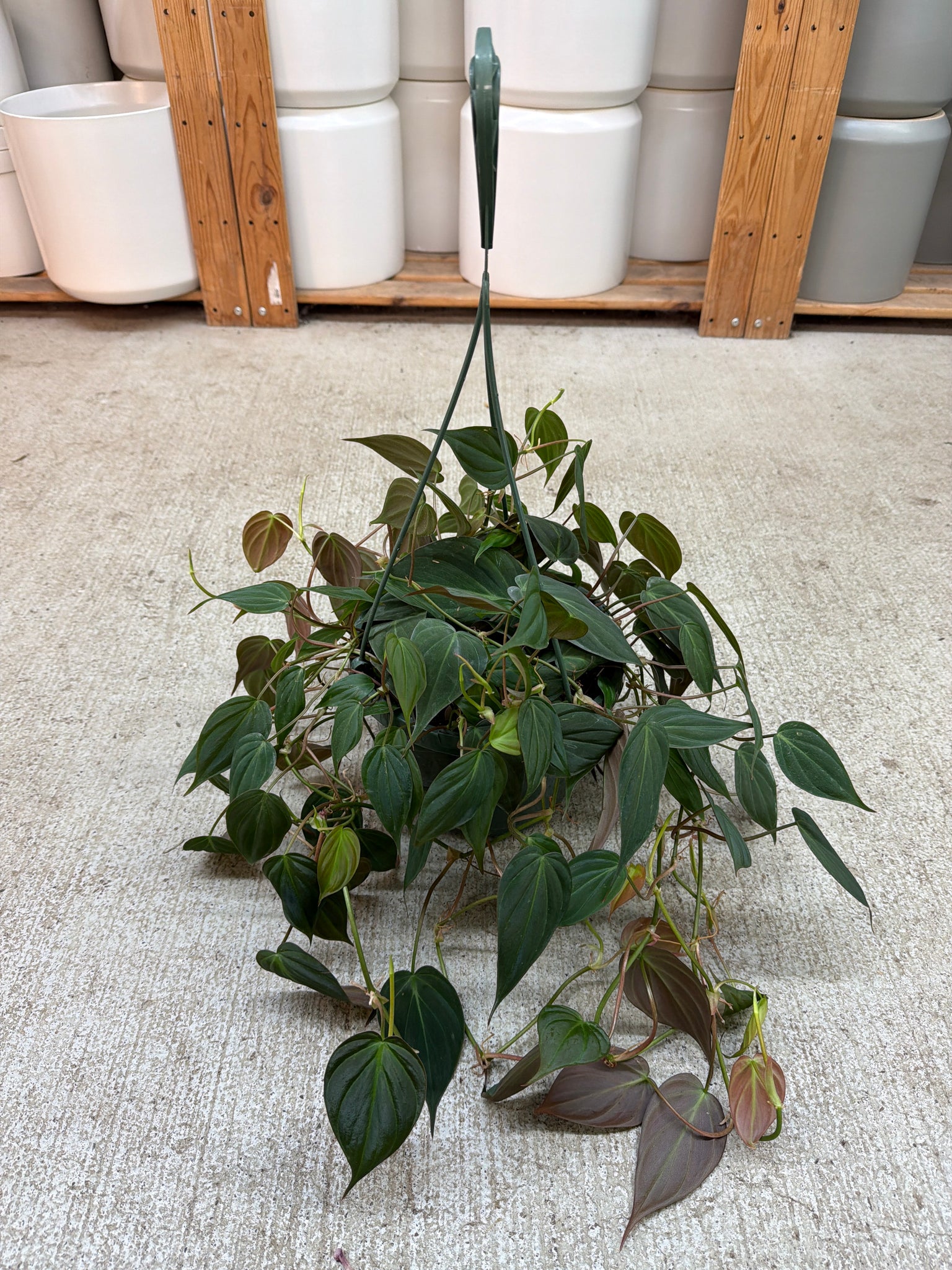 philodendron micans wholesale Philodendron Micans 8" HB – Kent East Hill Nursery