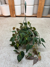 Load image into Gallery viewer, Philodendron Micans 8" HB
