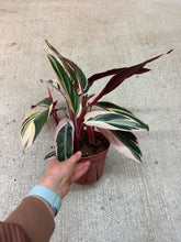 Load image into Gallery viewer, Stromanthe 'Triostar' 6"
