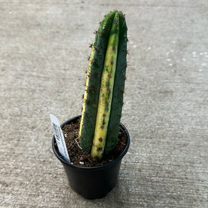 Echinosis pachanoi 'Variegata' - San Pedro Cactus