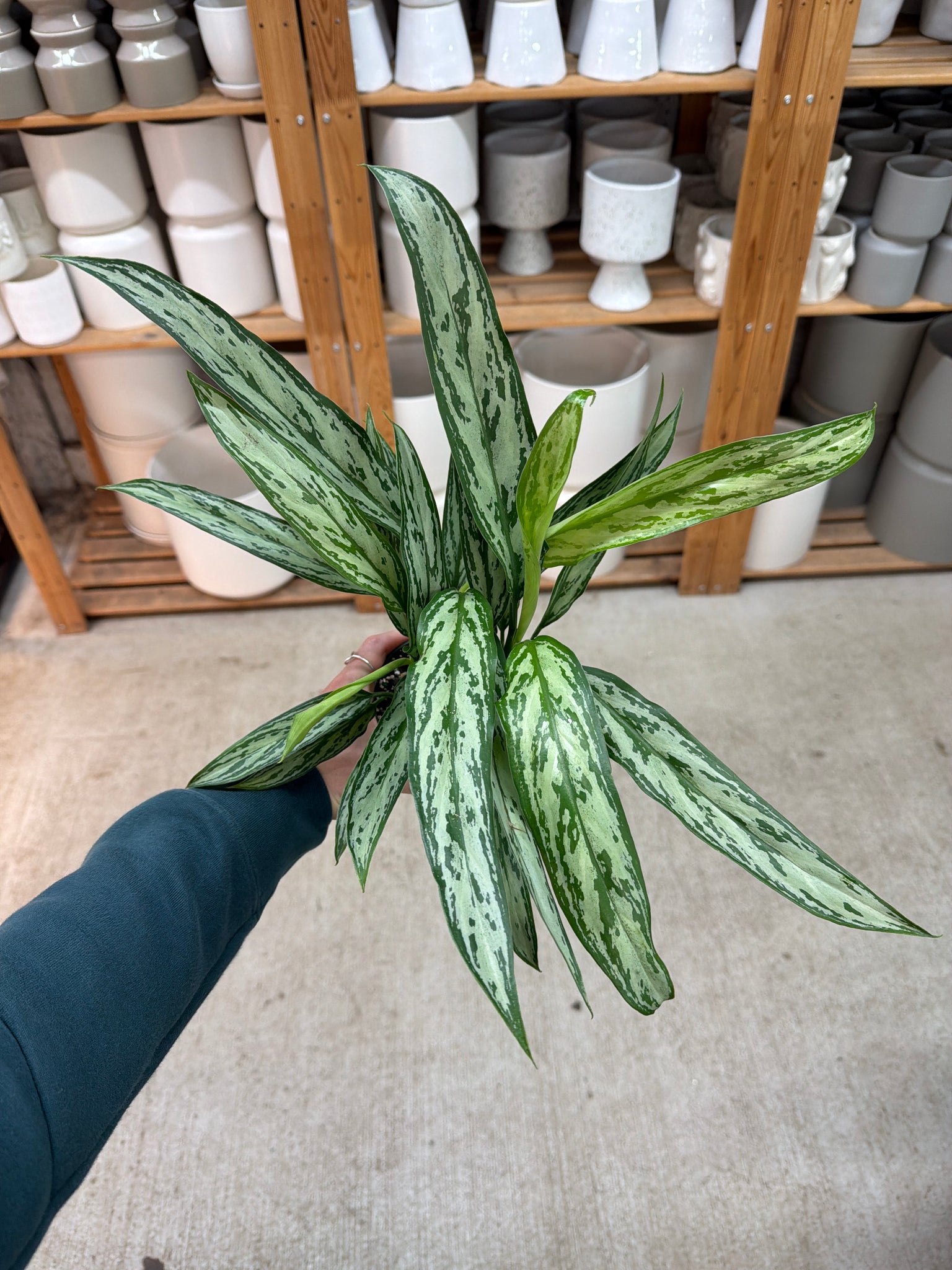 aglaonema indiana queen Aglaonema Bryant Queen 4"