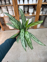 Load image into Gallery viewer, Aglaonema Bryant Queen 4&quot; - Chinese Evergreen