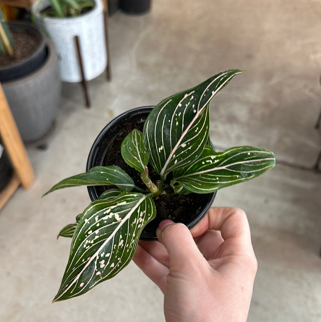 aglaonema star Aglaonema 'Stars' 4"