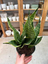 Load image into Gallery viewer, Sansevieria 'Golden Edge' 6"