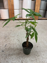 Load image into Gallery viewer, Pachira Aquatica 4" - Money Tree (Tight Braid)