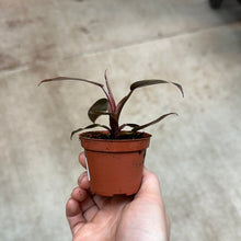 Load image into Gallery viewer, Philodendron Pink Princess Naomi/Marble 2&quot;