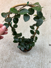 Load image into Gallery viewer, Hoya Mathilde 4" Trellis