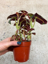 Load image into Gallery viewer, Begonia listada 4"
