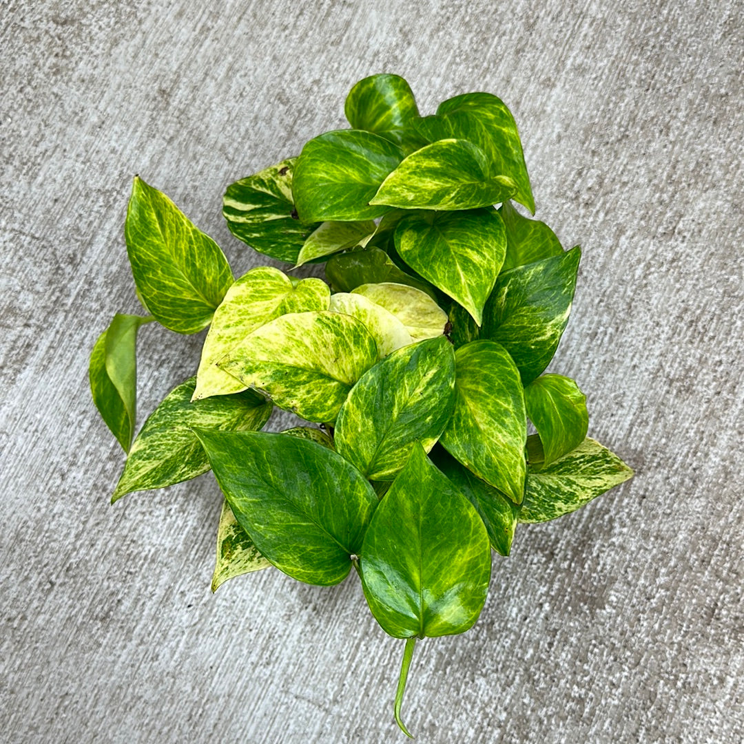 neon queen pothos Epipremnum Neon Queen 4"