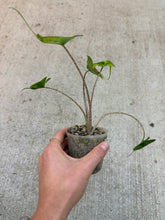 Load image into Gallery viewer, Alocasia Stingray Variegata 2"