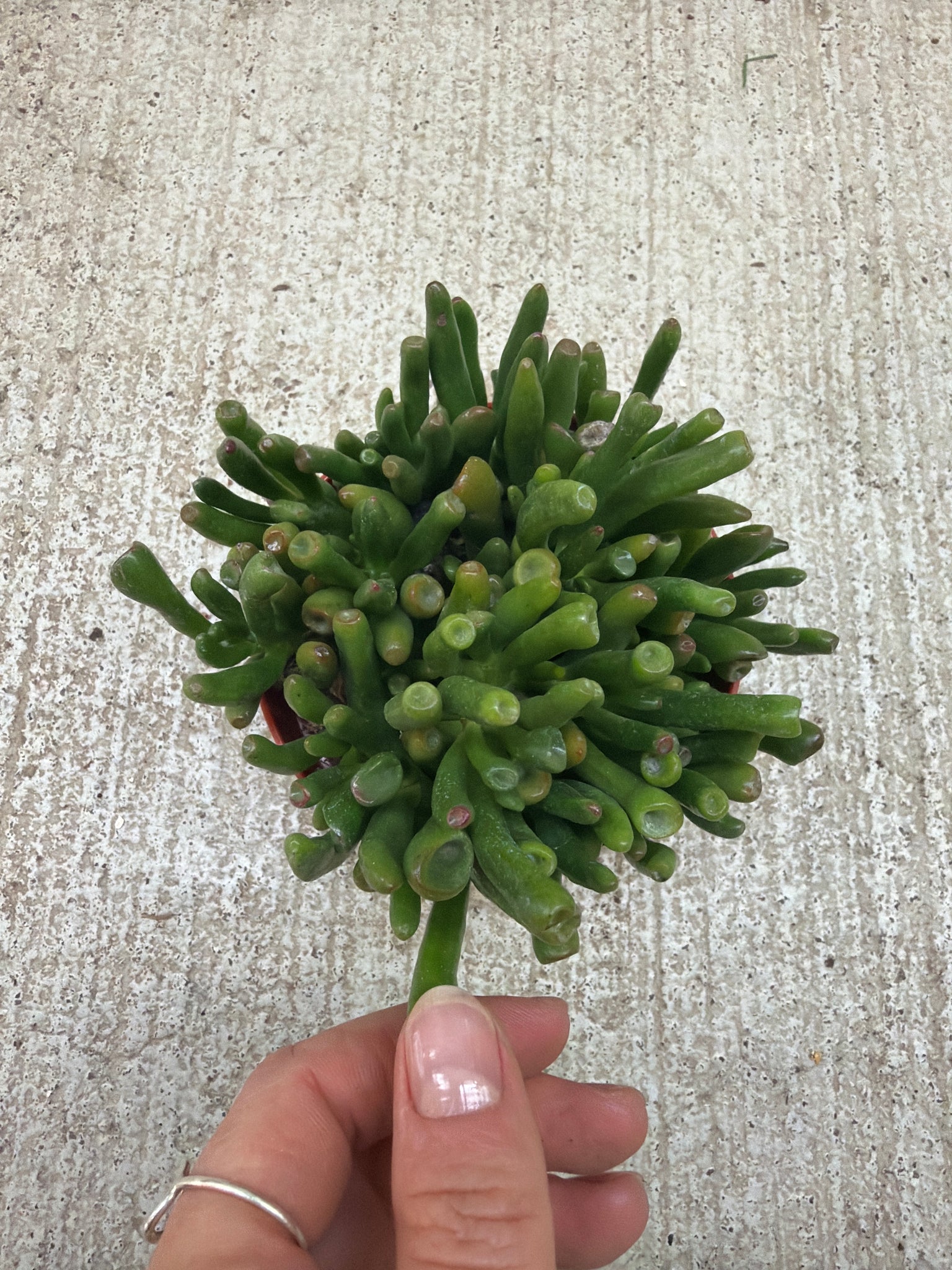 jade plant gollum Crassula ovata 'Gollum' 4"