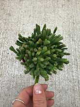 Load image into Gallery viewer, Crassula ovata 'Gollum' 4" - Jade Plant