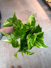 Load image into Gallery viewer, Epipremnum aureum 4&quot; - Golden Pothos