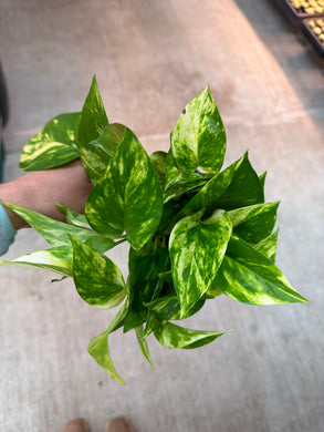 Epipremnum aureum 4
