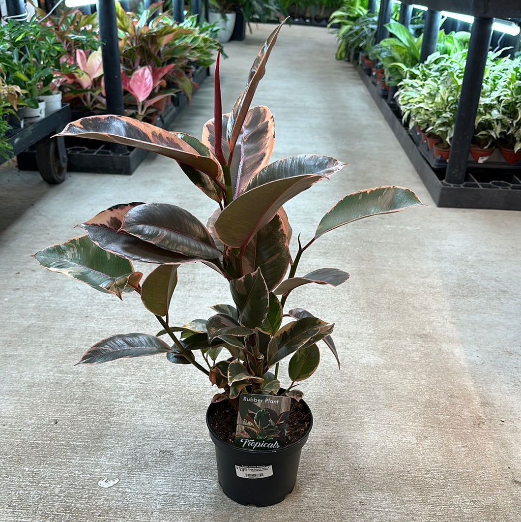 robusta rubber tree Ficus Robusta 'Ruby' 6"