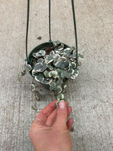 Load image into Gallery viewer, Ceropegia woodii variegated 5" HB - Variegated String of Hearts
