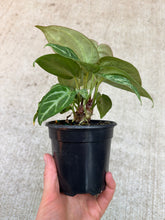 Load image into Gallery viewer, Anthurium Silver Blush Mint 4&quot;