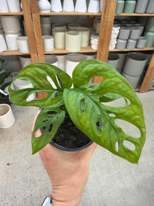 monstera adansonii mosaic Monstera Adansonii 4"