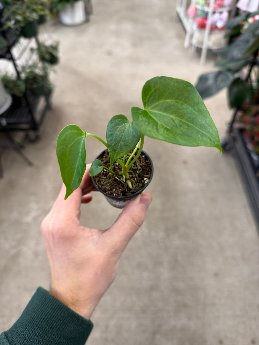 anthurium delta force Anthurium Delta Force 3" – Kent East Hill Nursery