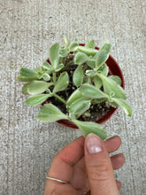 Load image into Gallery viewer, Cotyledon tomentosa 4" - Bear Paw Plant