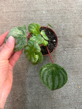 Load image into Gallery viewer, Peperomia Watermelon Gold Dust 4&quot;