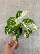 Load image into Gallery viewer, Monstera adansonii 'Albo Variegata' 4" - Variegated Swiss Cheese Plant