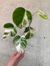 Load image into Gallery viewer, Monstera deliciosa var borsigiana 'Albo' 5" - Variegated Monstera