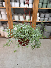 Load image into Gallery viewer, Cotyledon pendens 6" - Cliff Cotyledon