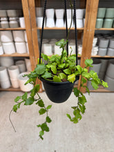 Load image into Gallery viewer, Hoya endauensis 4" - Wax Plant