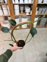 Load image into Gallery viewer, Hoya gigas 4"