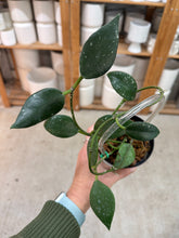 Load image into Gallery viewer, Hoya rundumensis 4"