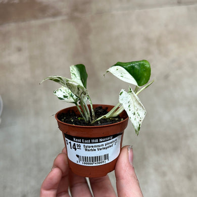Epipremnum pinnatum 'Marble Variegated' 2