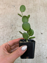 Load image into Gallery viewer, Xerosicyos dangui 2" - Silver Dollar Vine