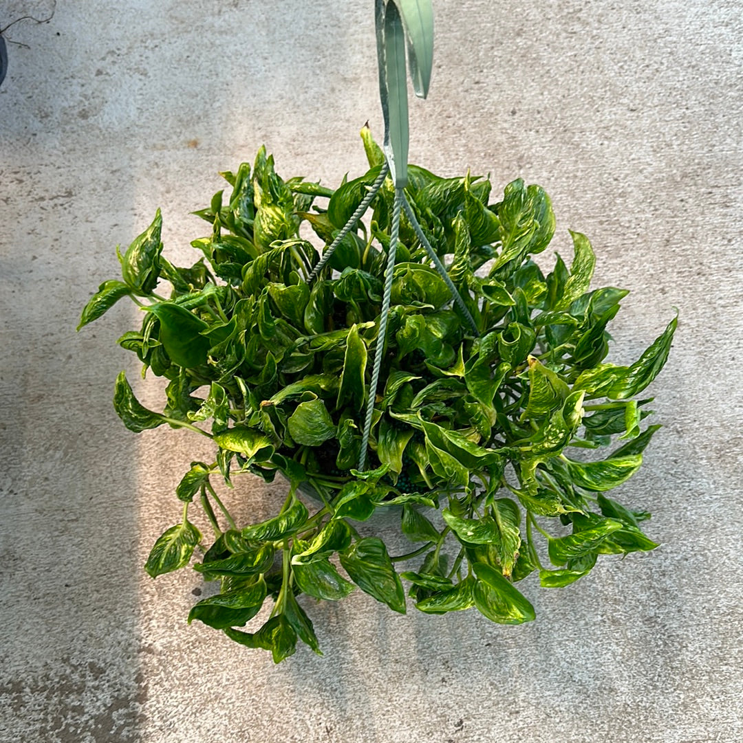 Epipremnum aureum 'Shangri La' 8"HB