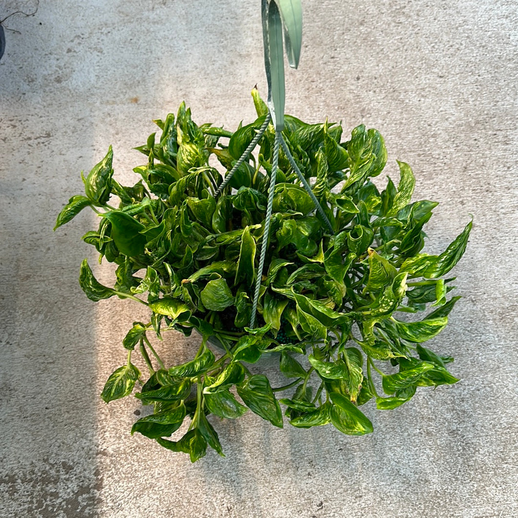 pothos 'shangri ooh la la' Epipremnum aureum 'Shangri La' 8"HB