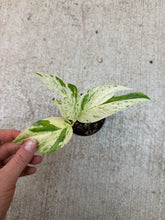 Load image into Gallery viewer, Epipremnum pinnatum variegata  3"