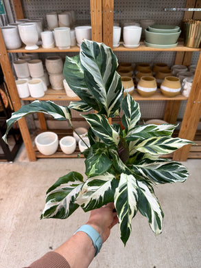 Calathea Stella 6