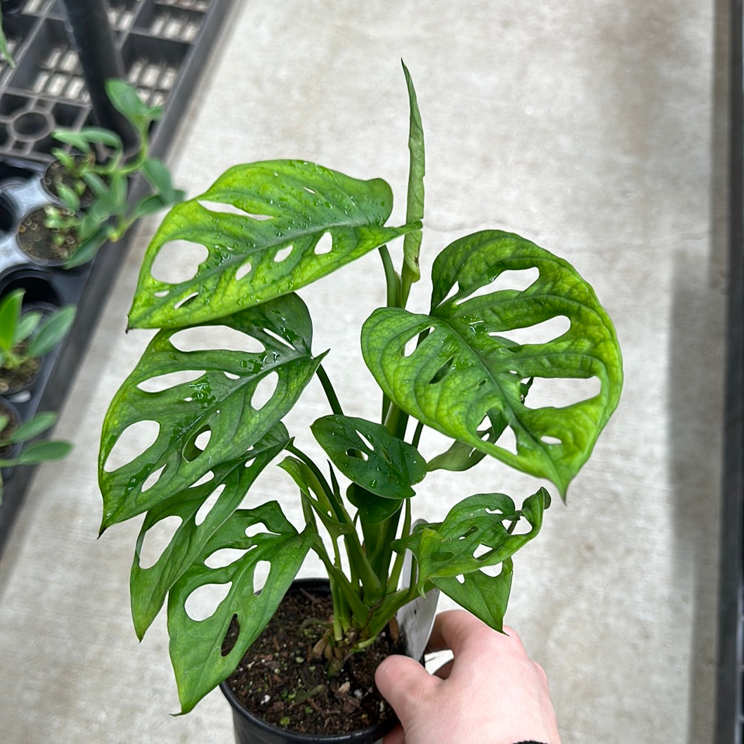 buy swiss cheese plant near me Monstera adansonii 4"