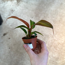 Load image into Gallery viewer, Philodendron Sun Red 2&quot;