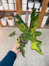 Load image into Gallery viewer, Alocasia Jacklyn Variegata Aurea 4"