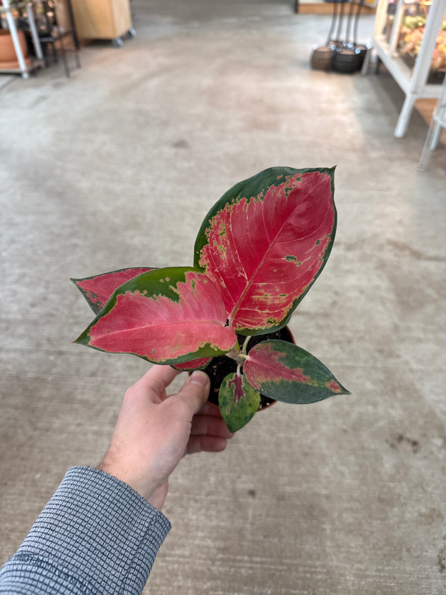 aglaonema eastern red Aglaonema Eastern Red 4"
