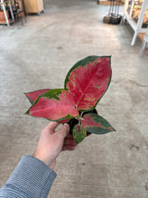 Load image into Gallery viewer, Aglaonema Eastern Red 4&quot; - Chinese Evergreen