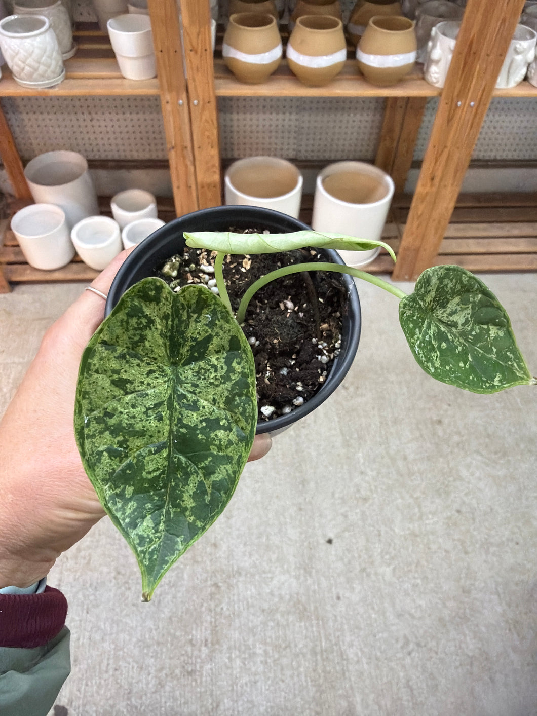 Alocasia baginda 'Dragon Scale' Variegata Mint 4