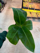 Load image into Gallery viewer, Banana &#39;Cavendish Dwarf&#39; 6&quot;