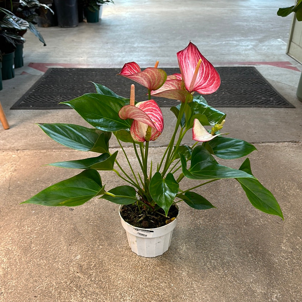 anthurium livium care Anthurium Livium 6" – Kent East Hill Nursery