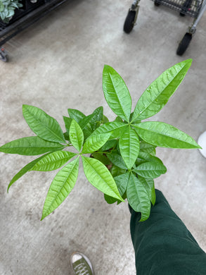 Pachira Aquatica 6